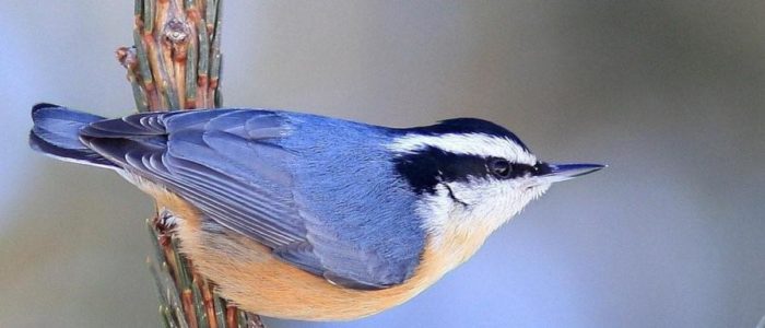 red breasted nuthatch